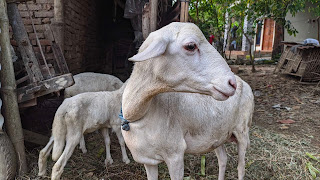 Kajian Islami Kajian Islami